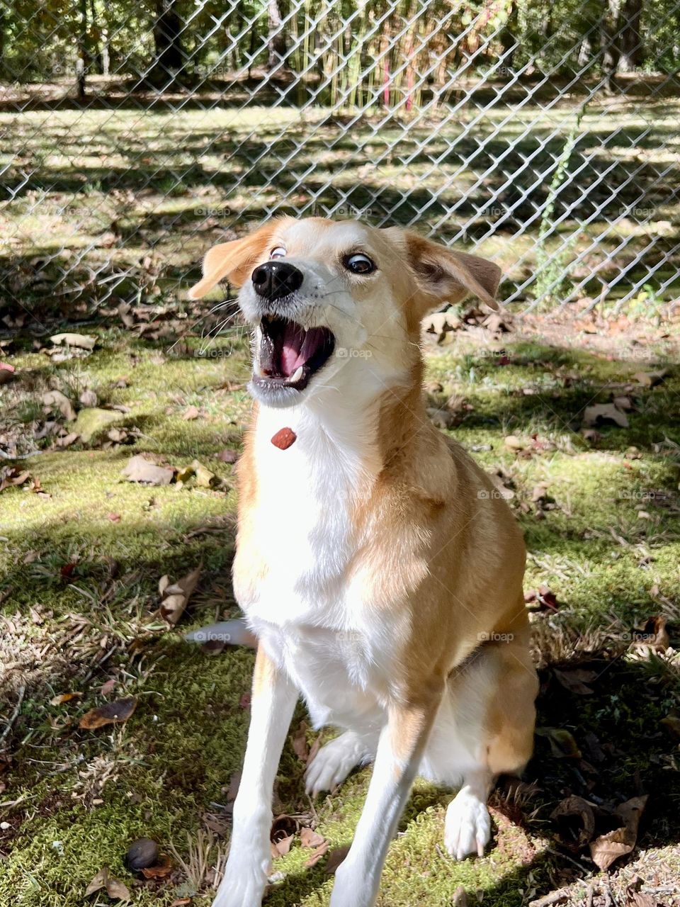 Macy is surprised that she may actually catch this treat! Pet dog with excited eyes and open mouth anticipates a reward.