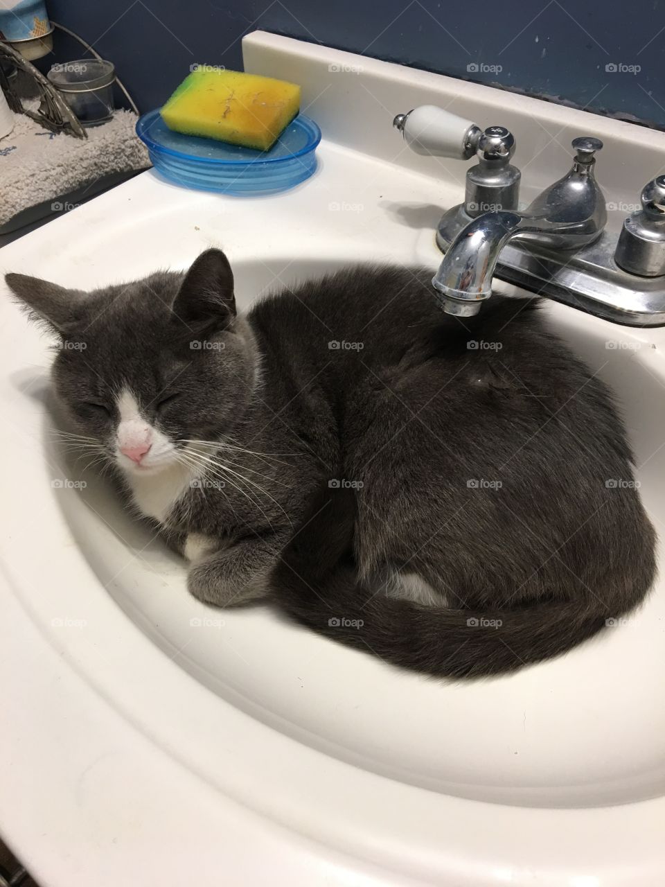 Sink kitty 