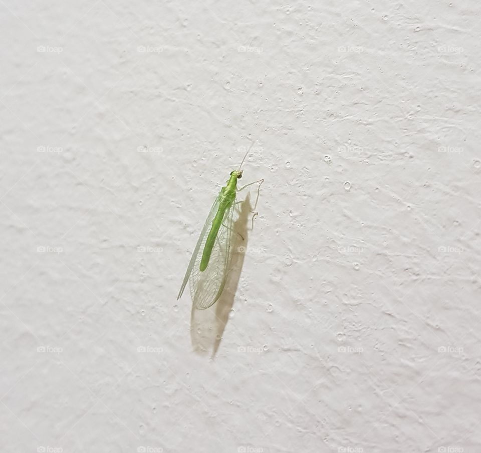 Tini tiny grasshopper