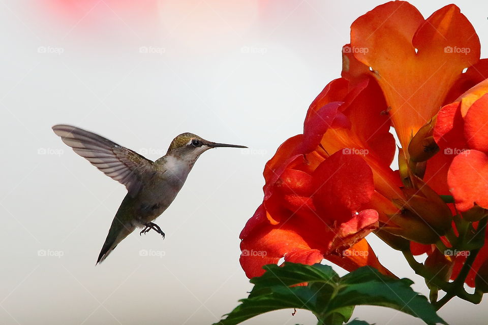 hummingbird in flight