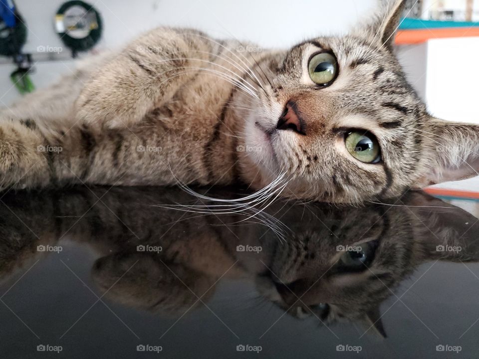 Tabby cat and his television laying on top of black car in the garage