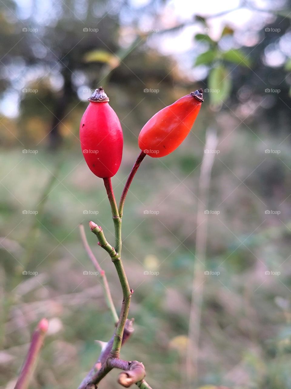 Lonely autumn rosehip