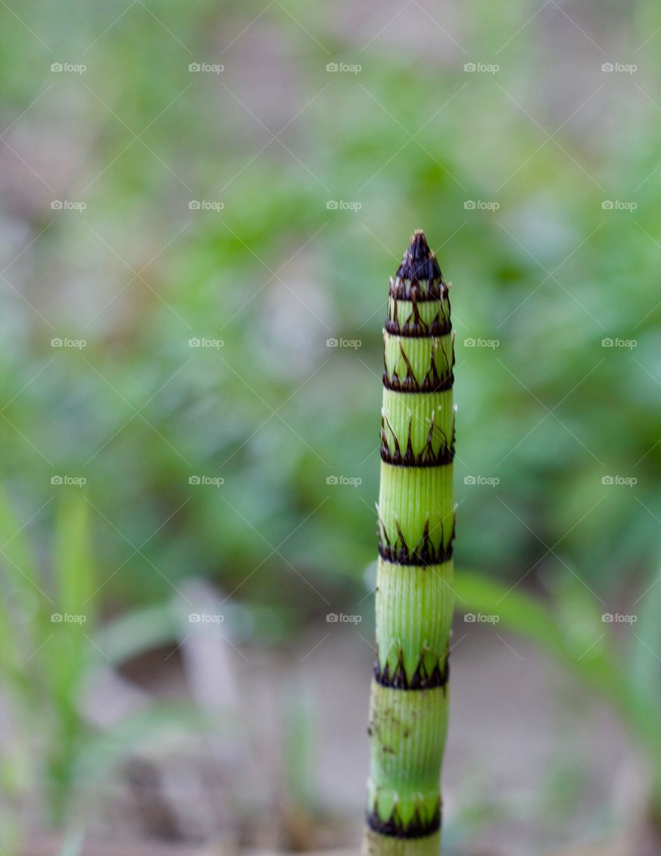 Green Color Story - weed shoot in an unplowed farm field