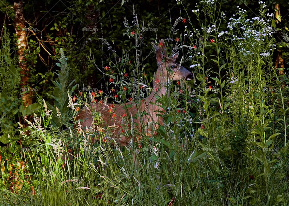 young deer