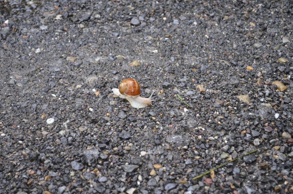 Switzerland snail 