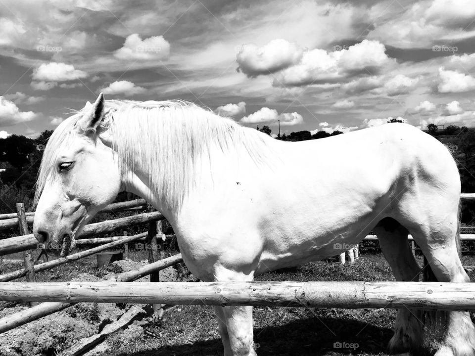 White horse black and white photo