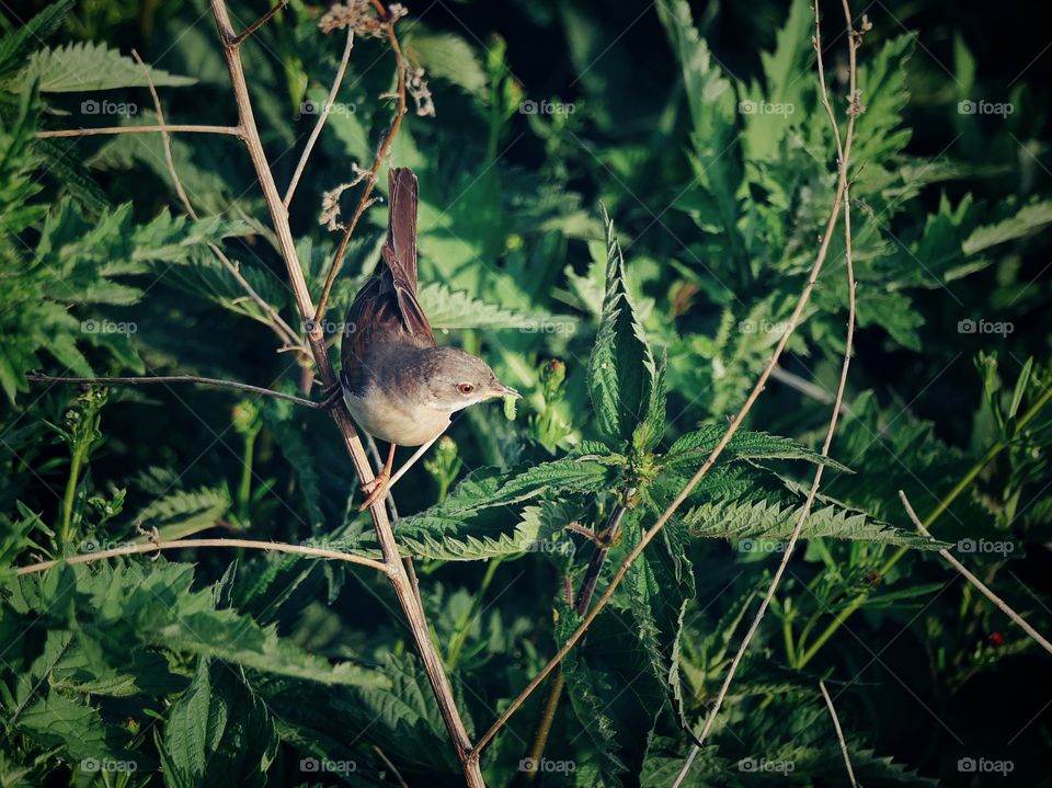 A common whitethroat caught a green caterpillar sitting on a branch