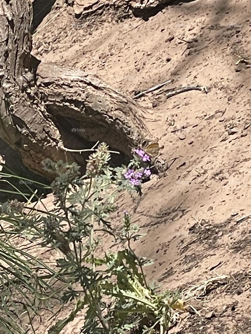 Desert flowers 