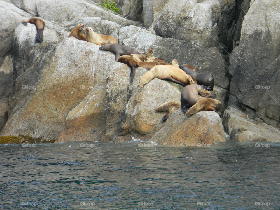 Sea lions on the rocks