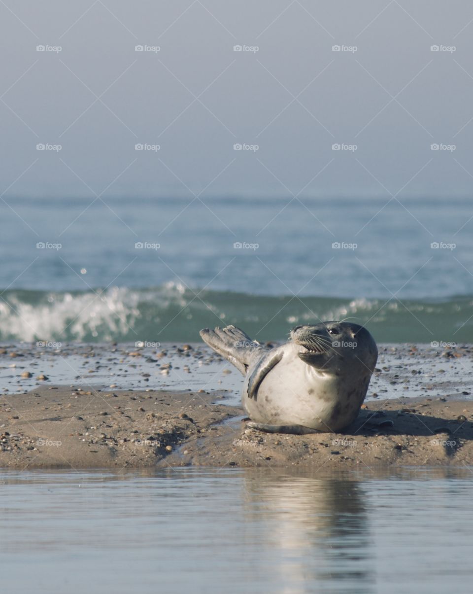 Cape Cod seal smiling at the camera 