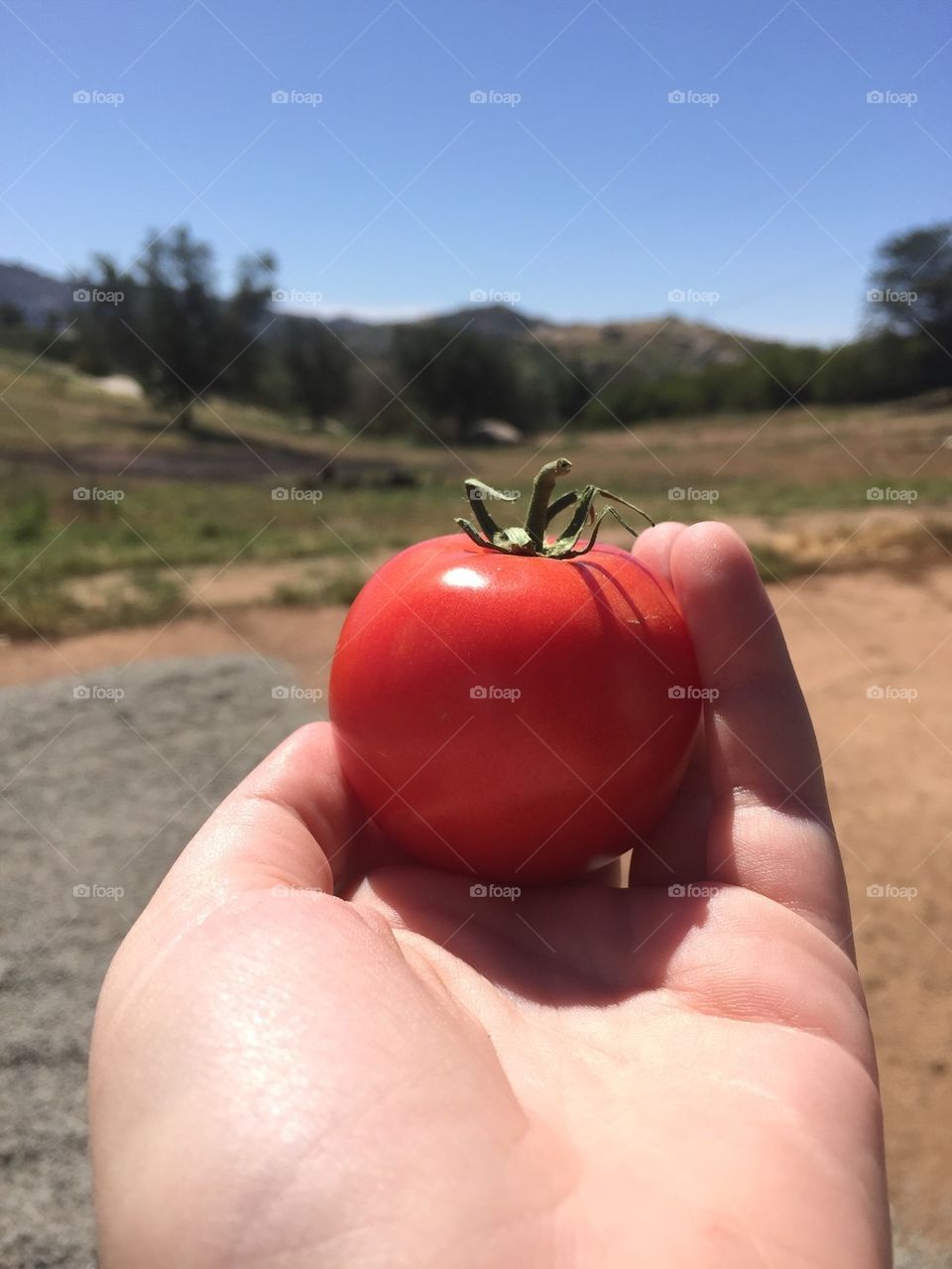 Tomato in hand