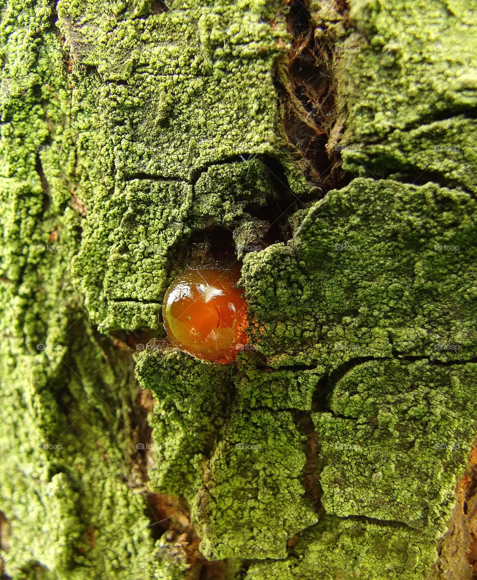 resin
