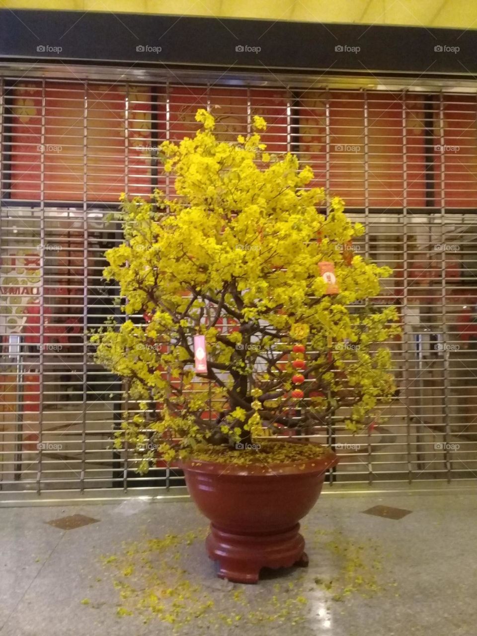 Sắc vàng rực rở.