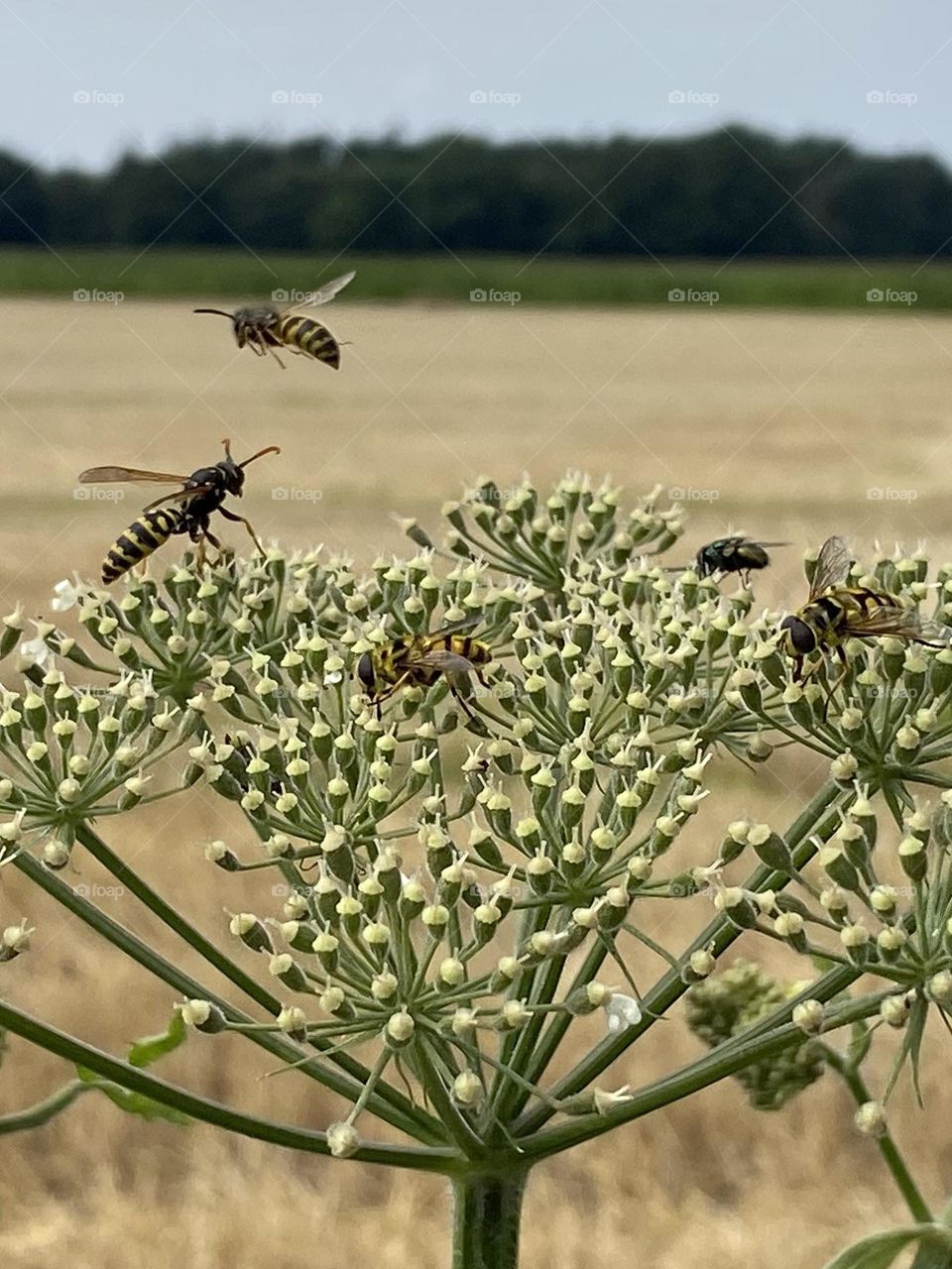 Wasps