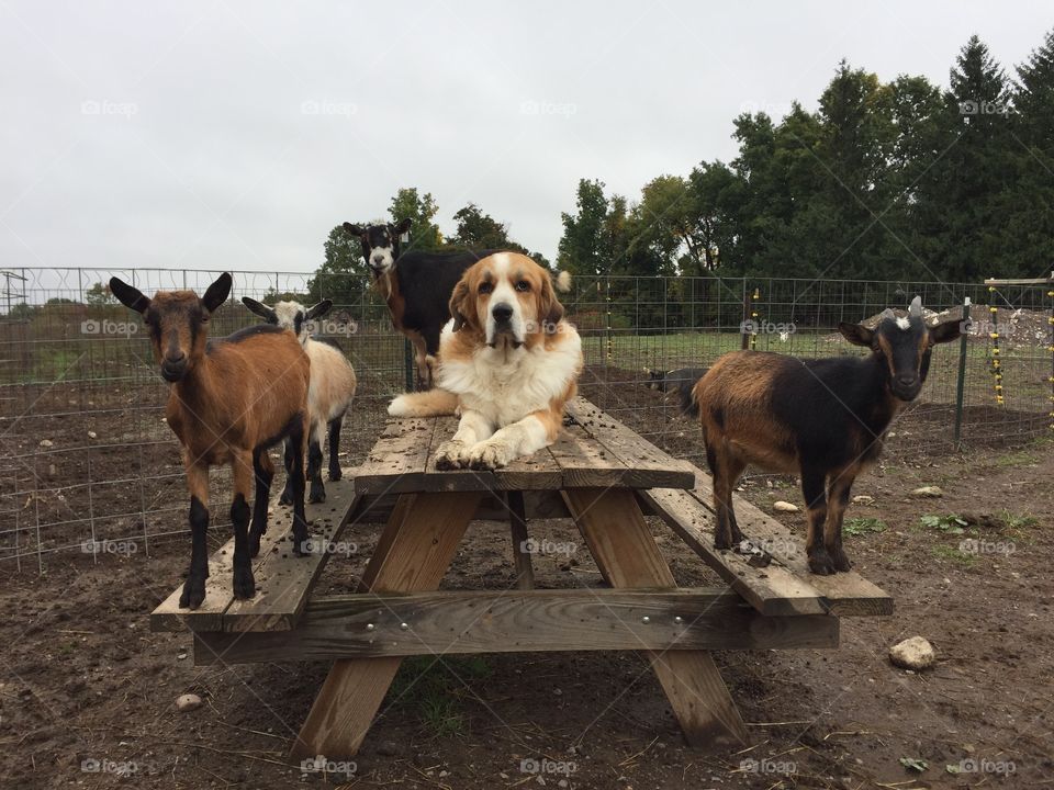 Livestock guardian dog, Finn, protecting his goats. 