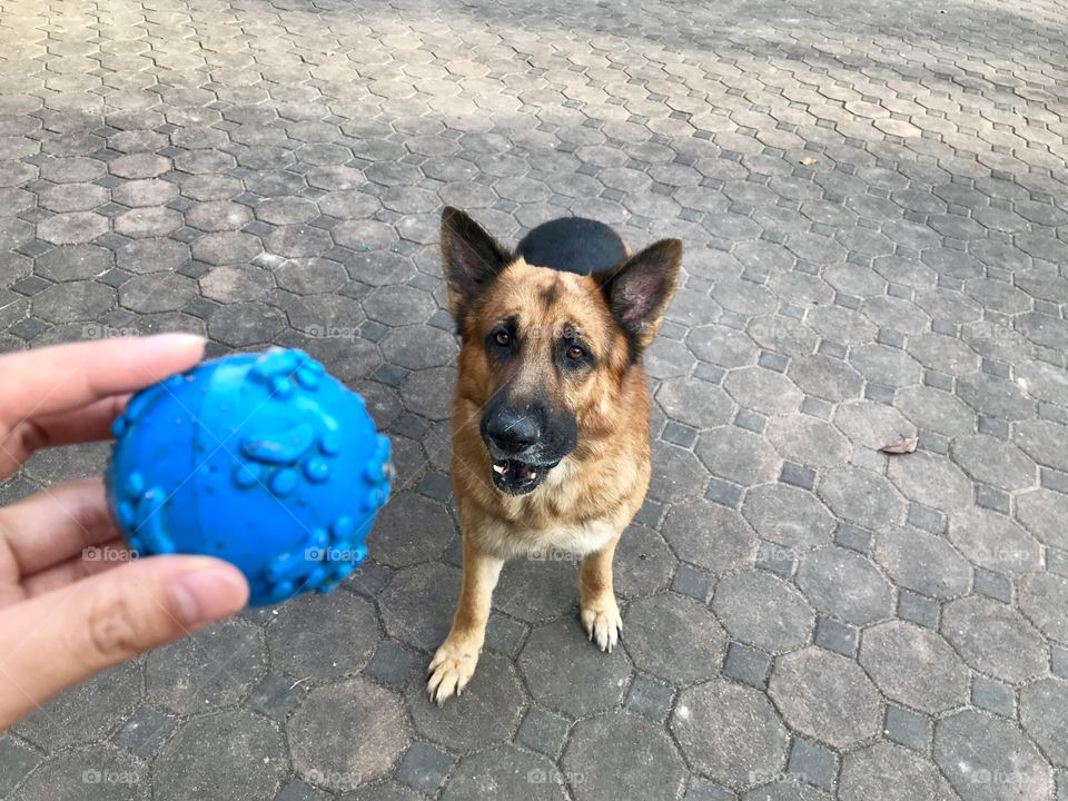 When showing his favorite ball, got his lovely funny face haaaa