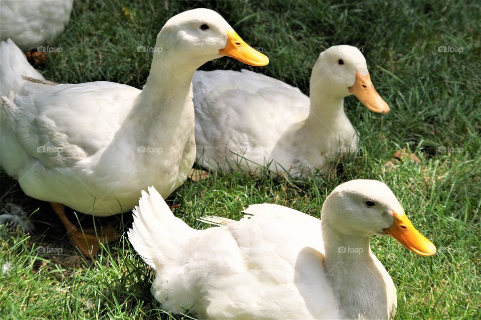 Ducks