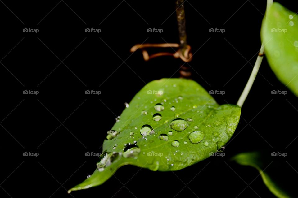 Post rain droplets 