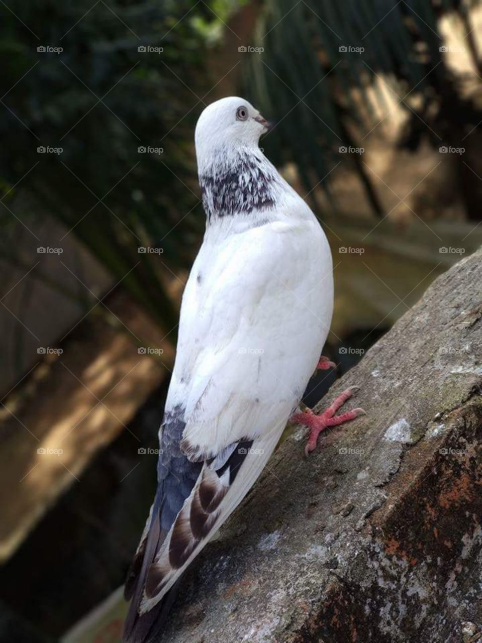 A Pigeon image