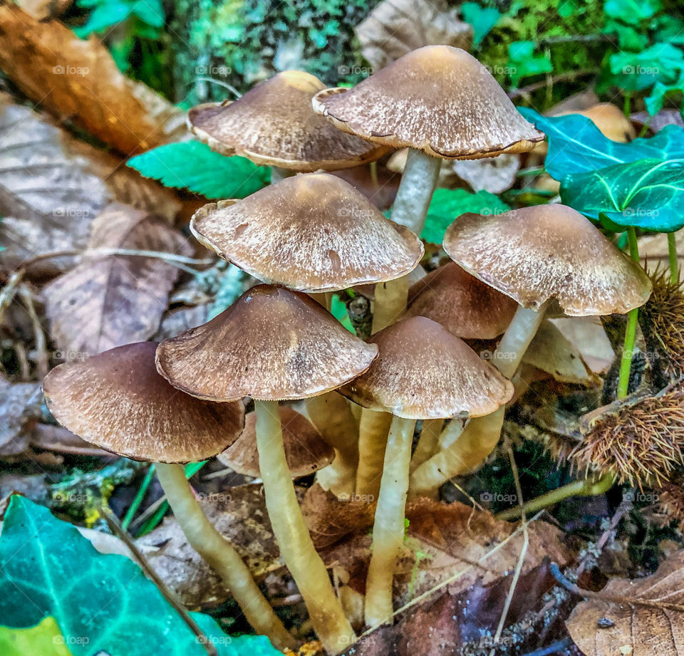 Brittlestem mushrooms, growing from the leafy autumn ground