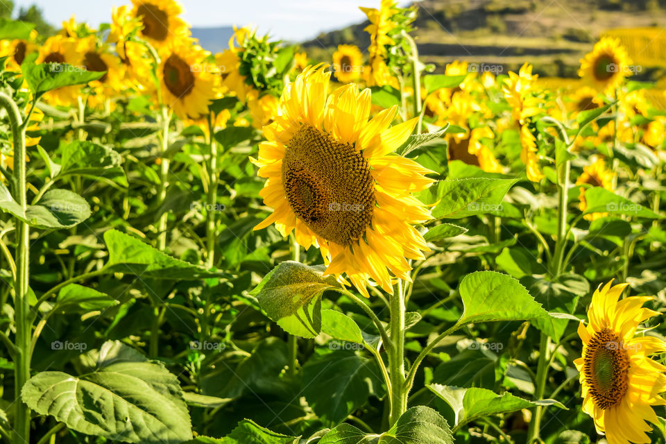 Field of sunflowers open