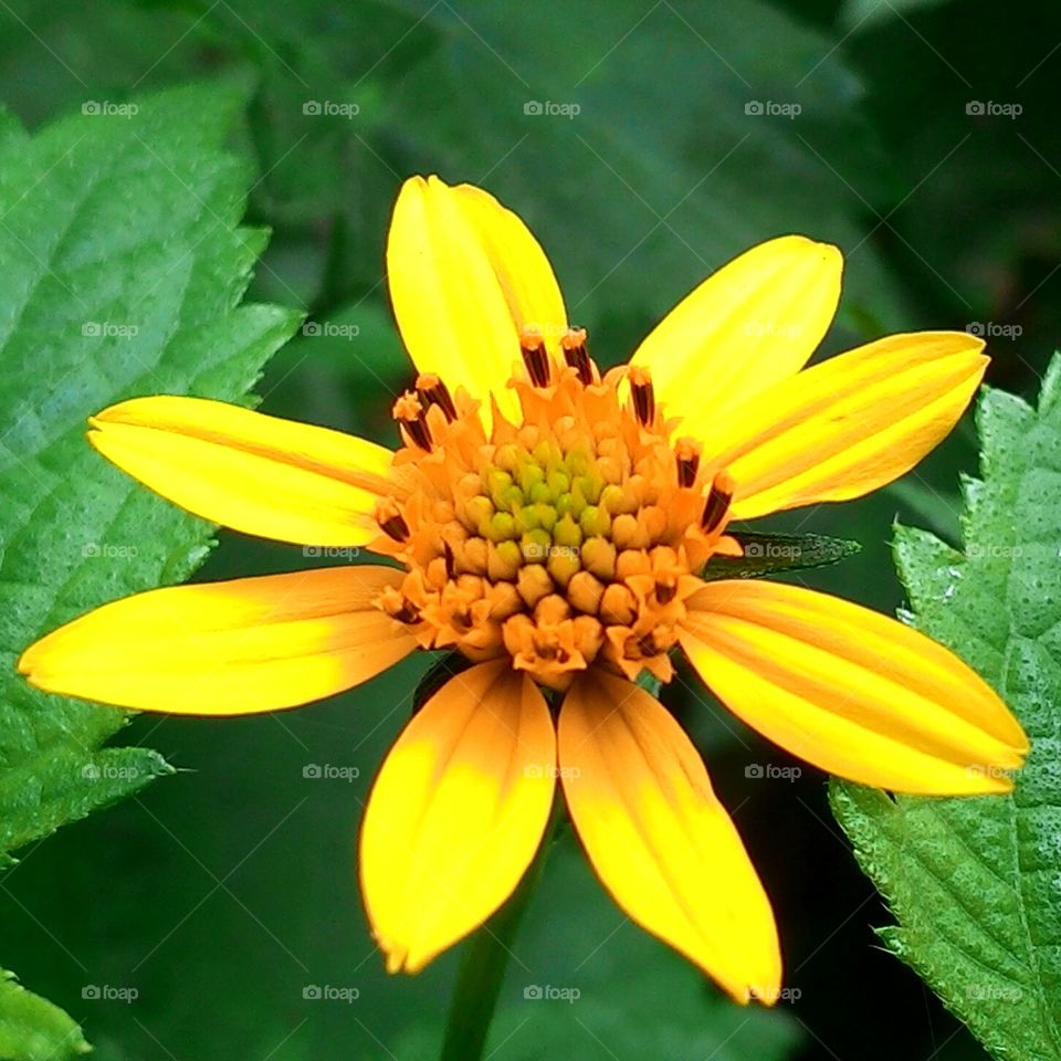 yellow flower look so bright.