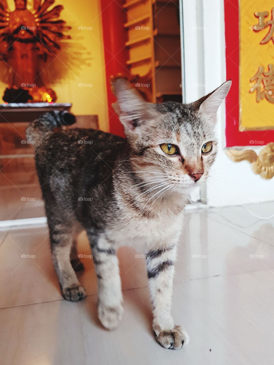 Cat in Chinese temple