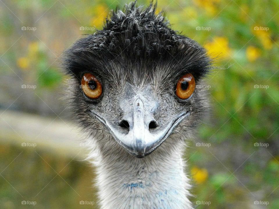 Close-up of emu bird