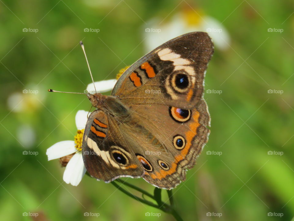 Common buckeye