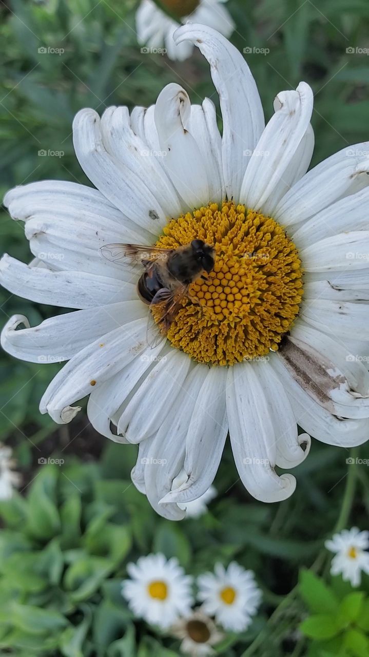 bee