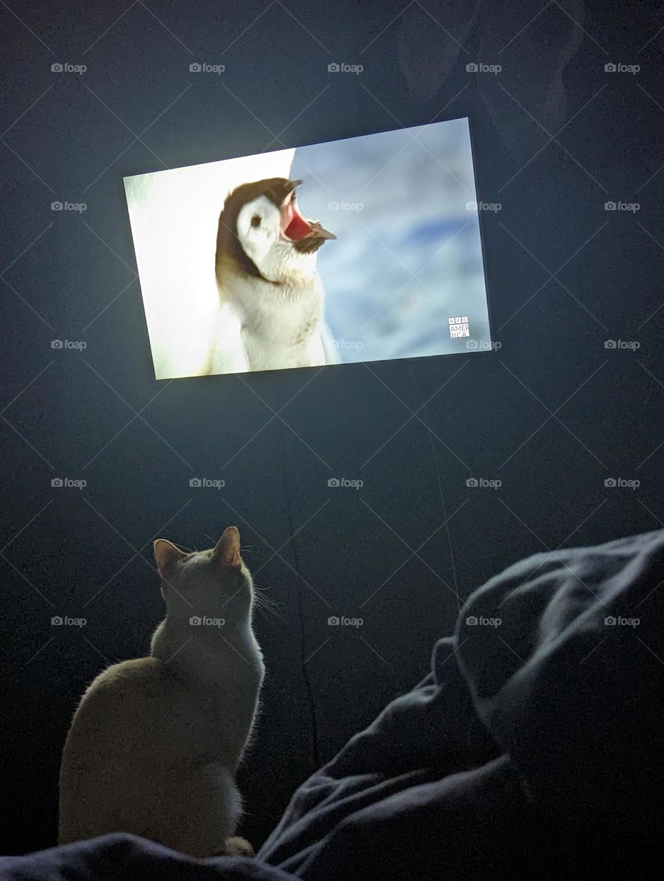 cat tv