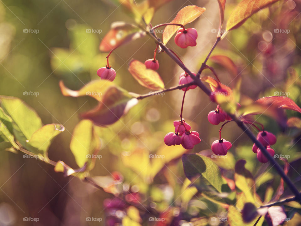 ветви, лист, листья, Ветка, блики, листва, ветки