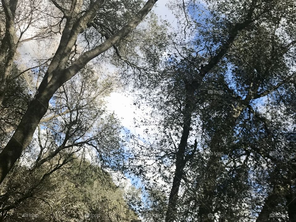 Looking up through the trees and sunshine in the forest. USA, America 