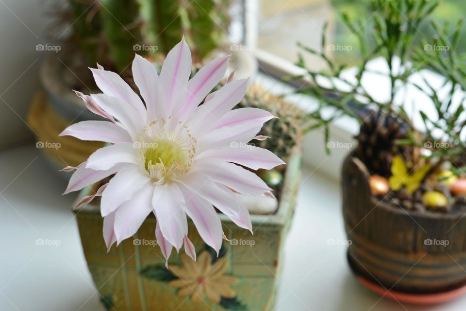 cactus flowers house plants spring blooming