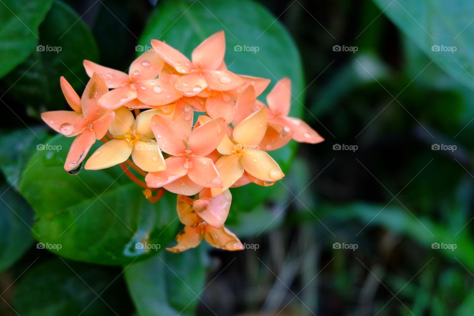 Orange spike flower