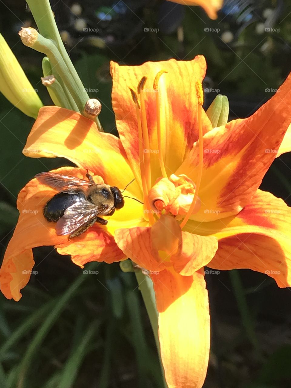 Bumblebee orange day Lilly outside