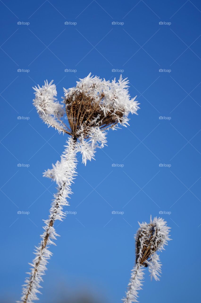 Plant in frost