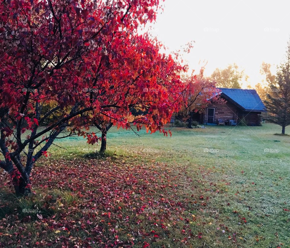 Autumn at the Cabin 