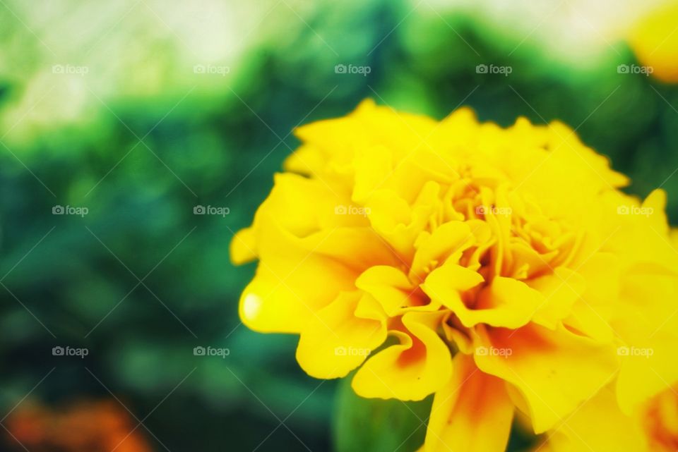 beautiful yellow flower