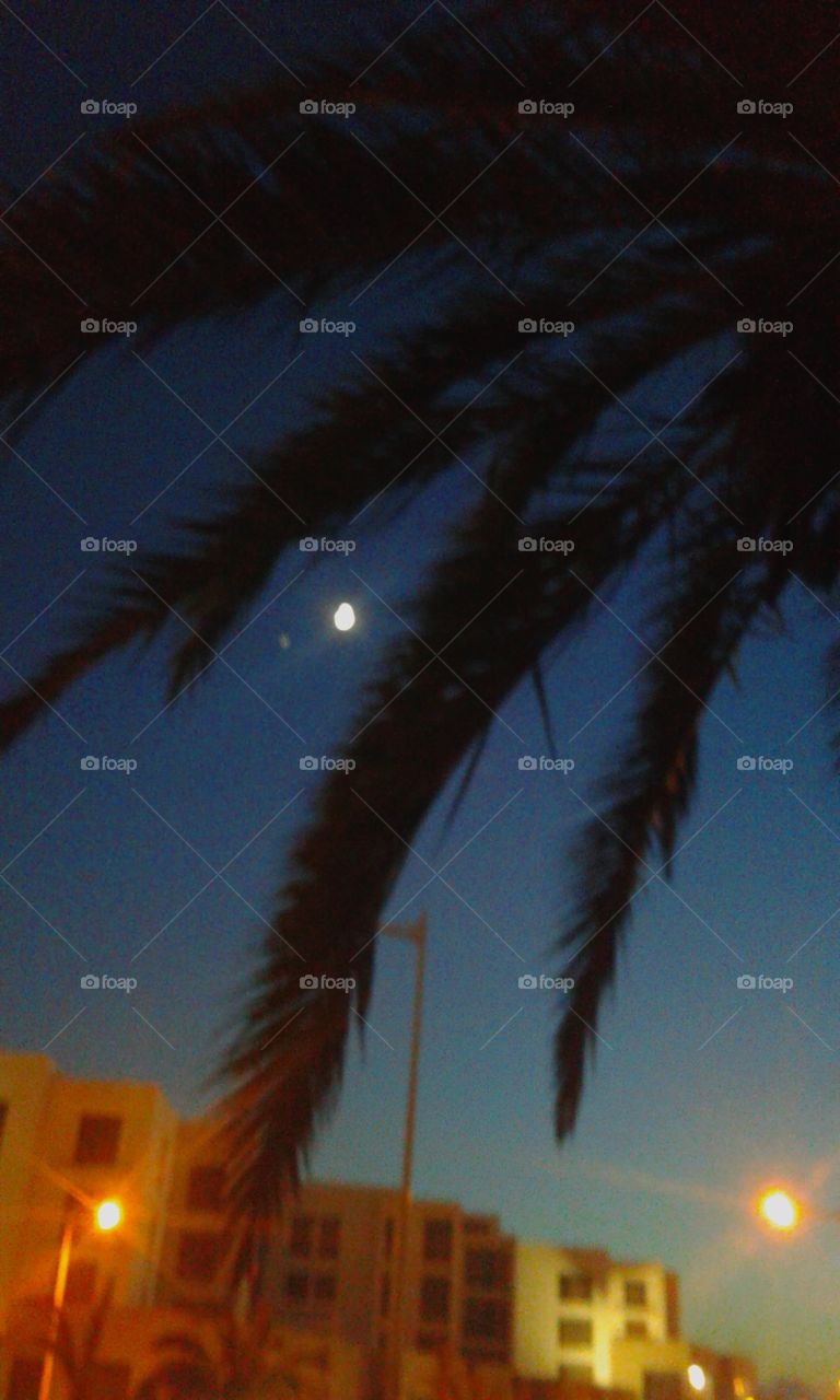 the moon seen under a palm tree