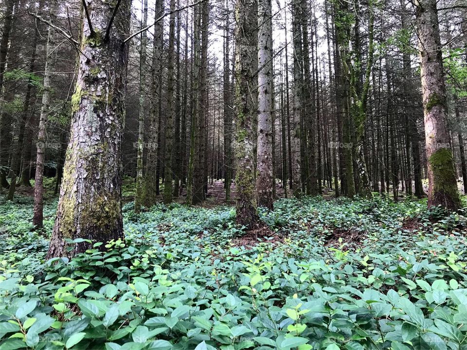 A walk along a woodland trail in the Glencoe Lachlan during early autumn evening!