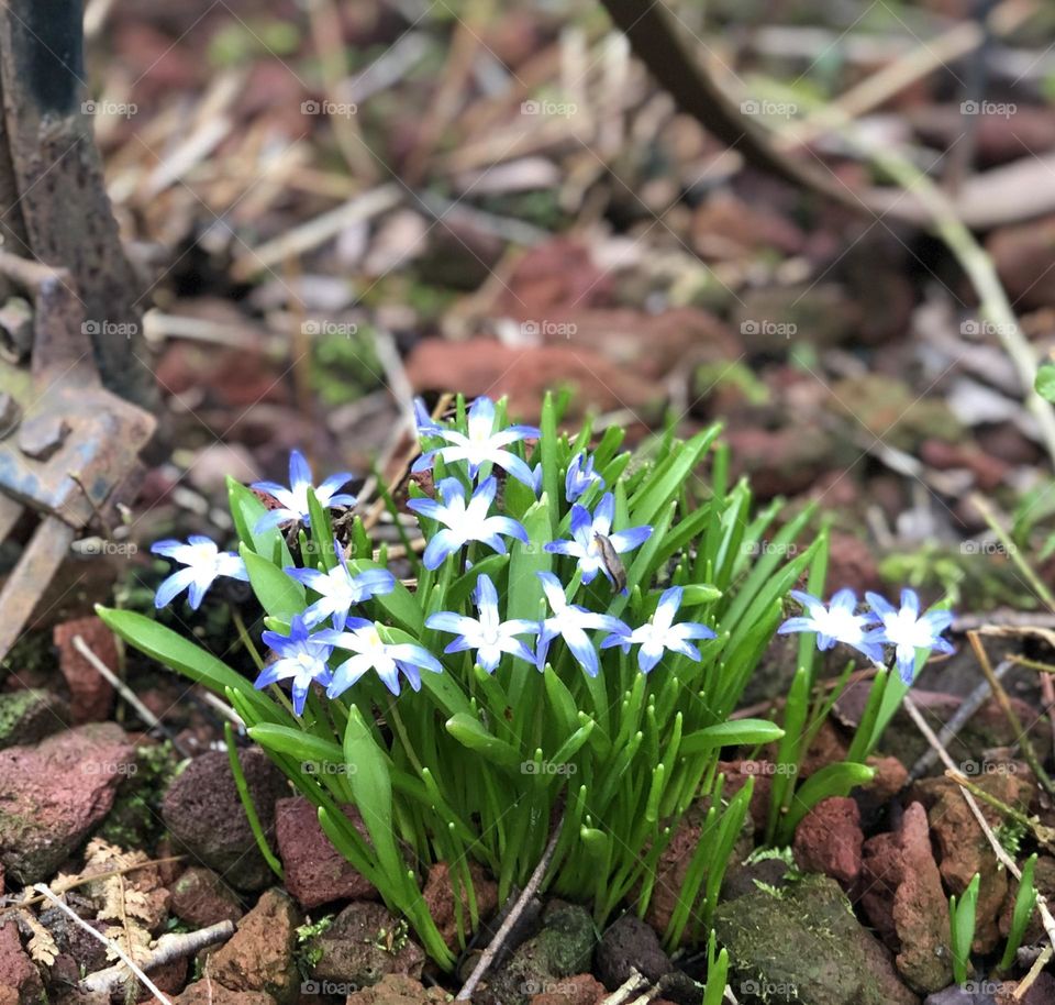 Bursting into Spring