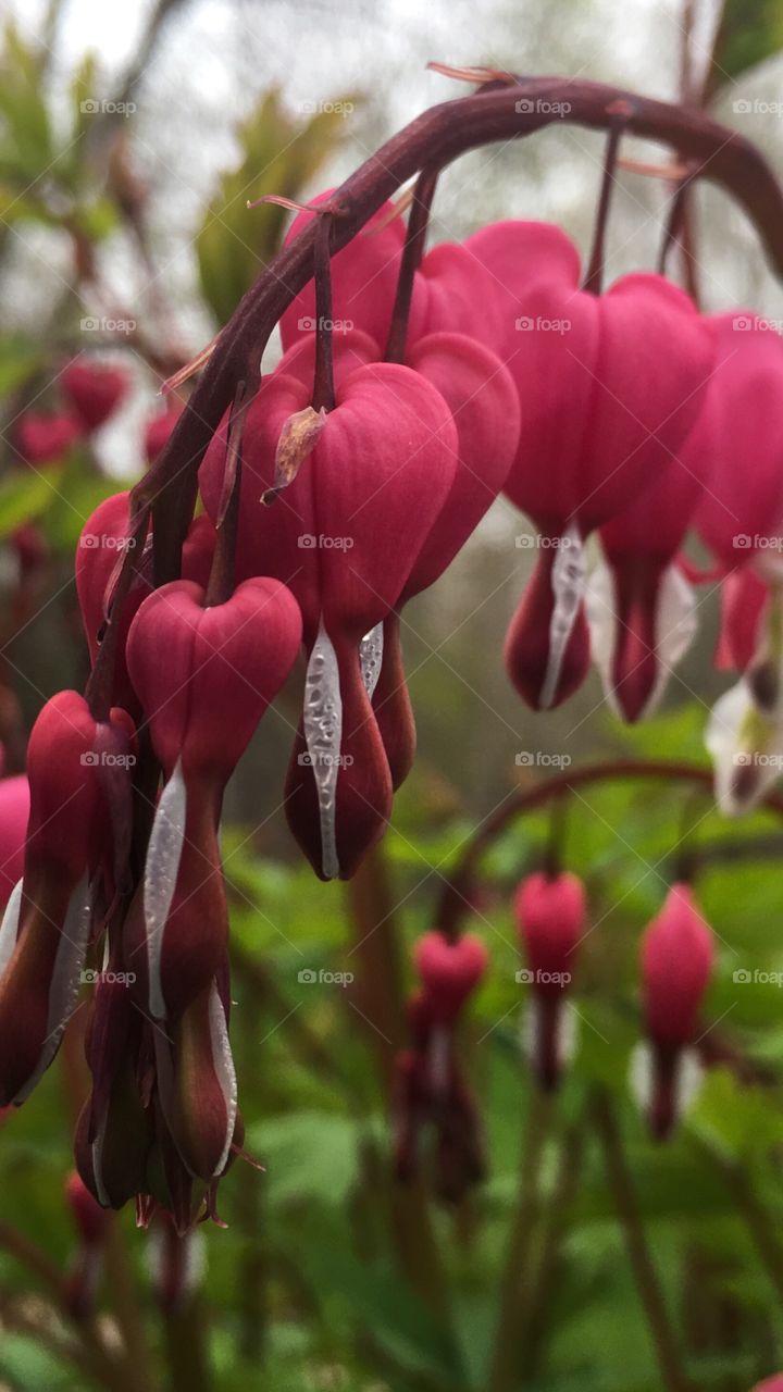 Colourful bleeding heart 