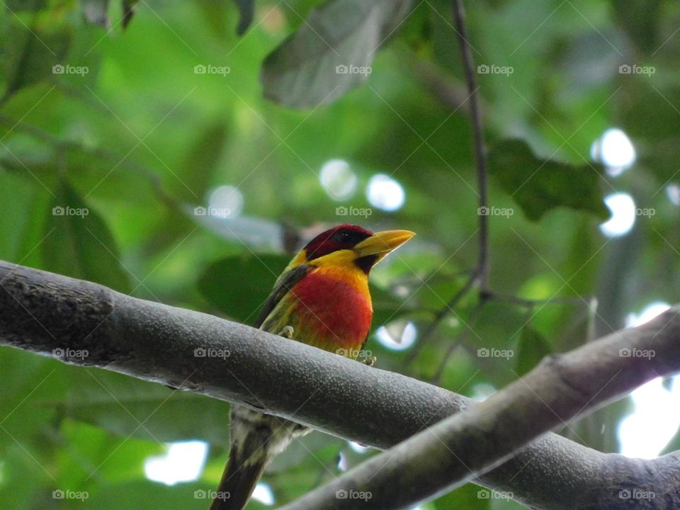 beginning of spring, beautiful bird makes itself noticed