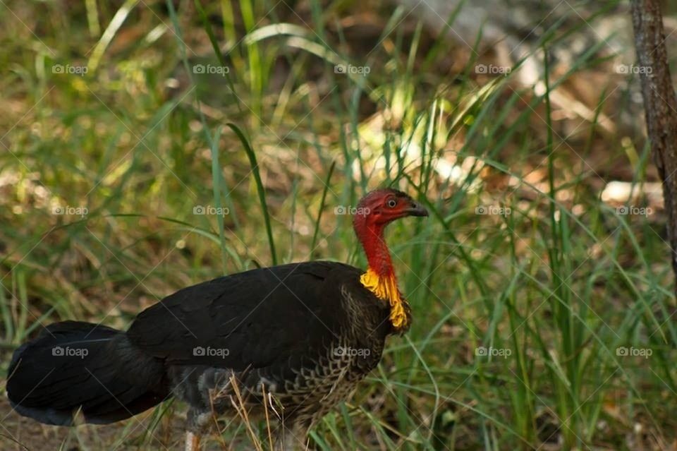 Fred the Bush Turkey