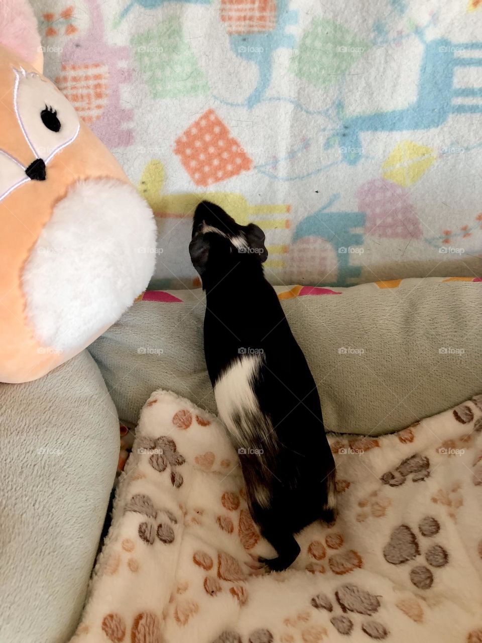 Jake is curious / new little boy Guinea pig 