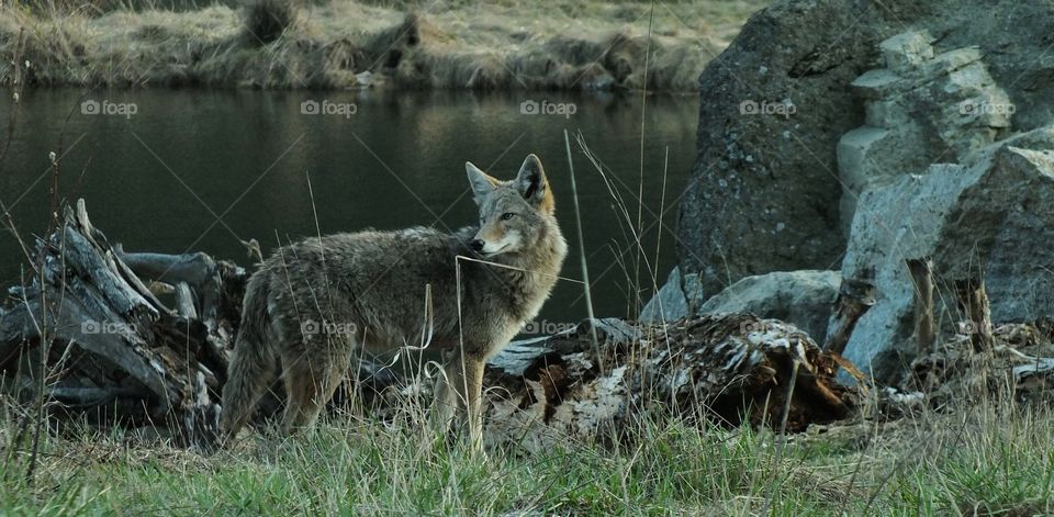 Nature, Mammal, Wildlife, Wild, Animal