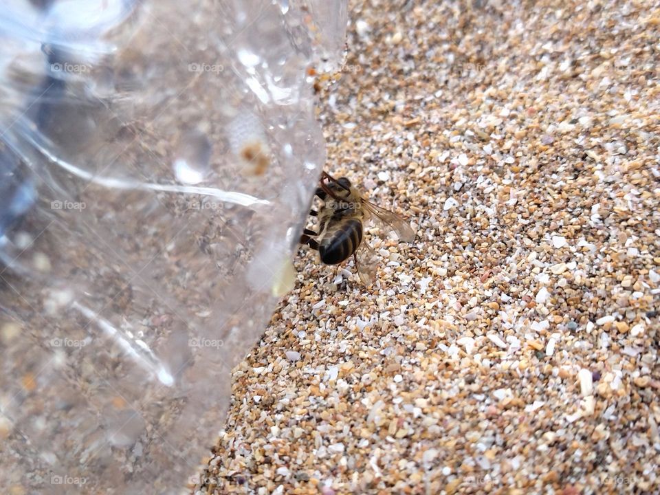 Bee on the bottle