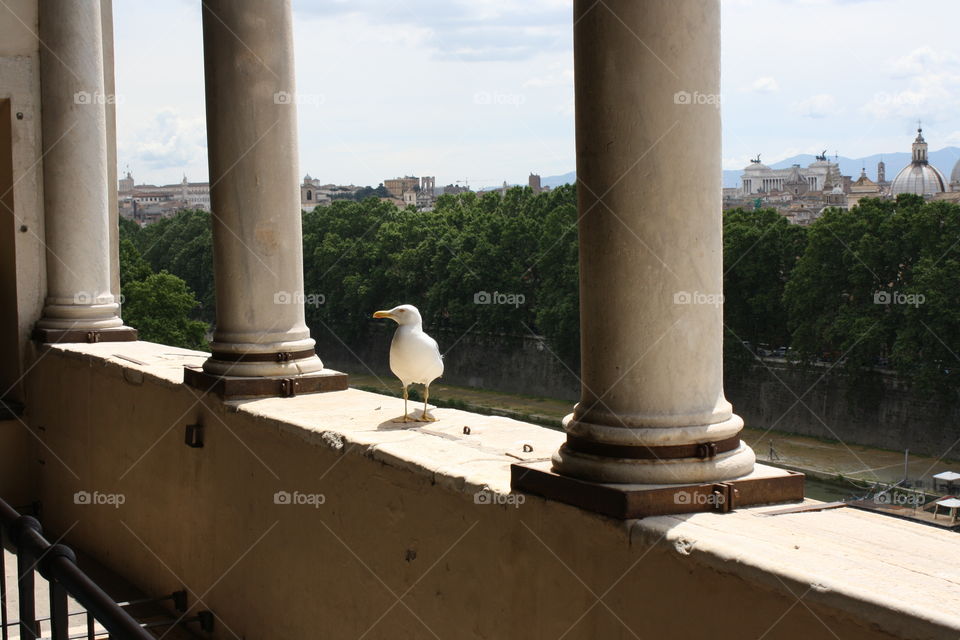Bird's Eye View of Rome