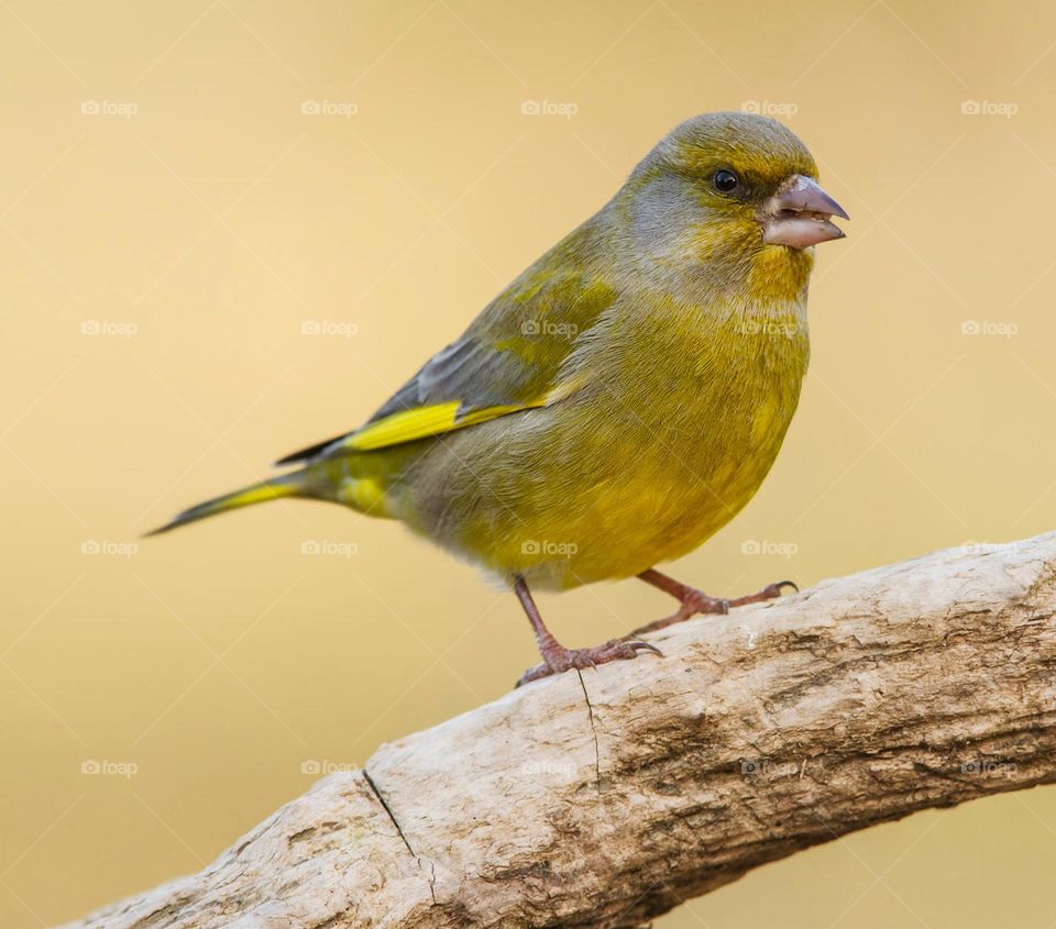 Lithuania wildlife pictures